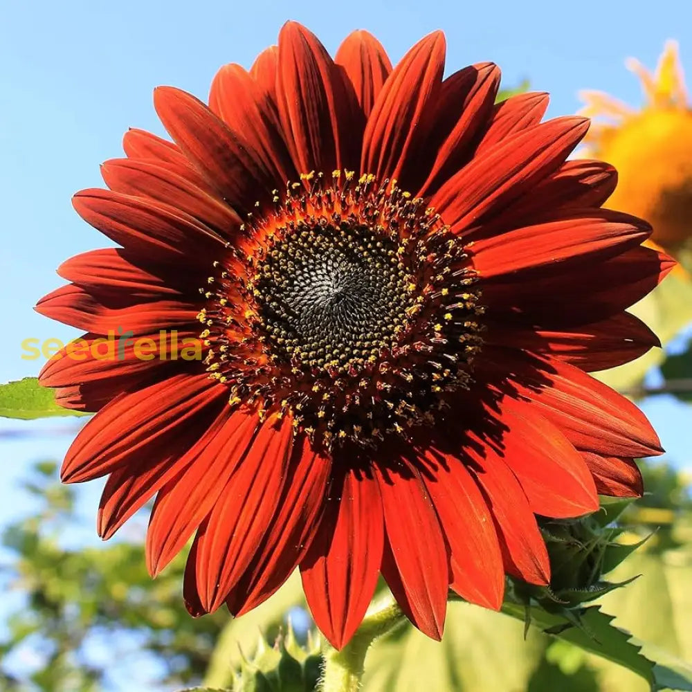 Maroon sunflower seeds for planting