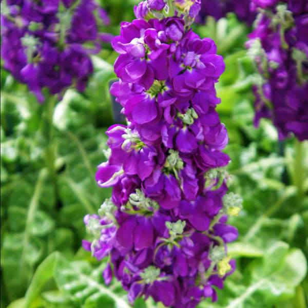 Ornamental Violet Matthiola Incana seeds for landscapes