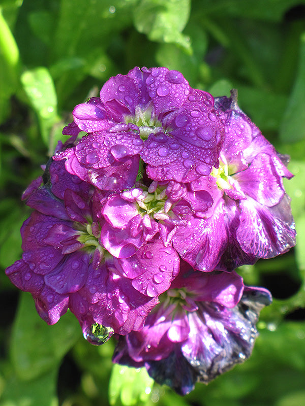 Violet Matthiola Incana flowering seeds for gardens