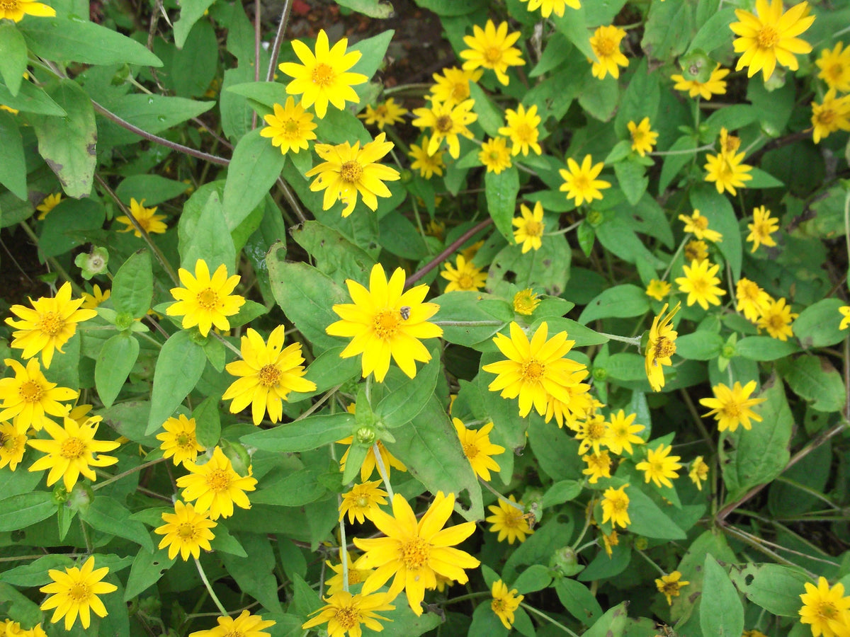 Melampodium (Melampodium Paludosum) seeds for planting in home garden