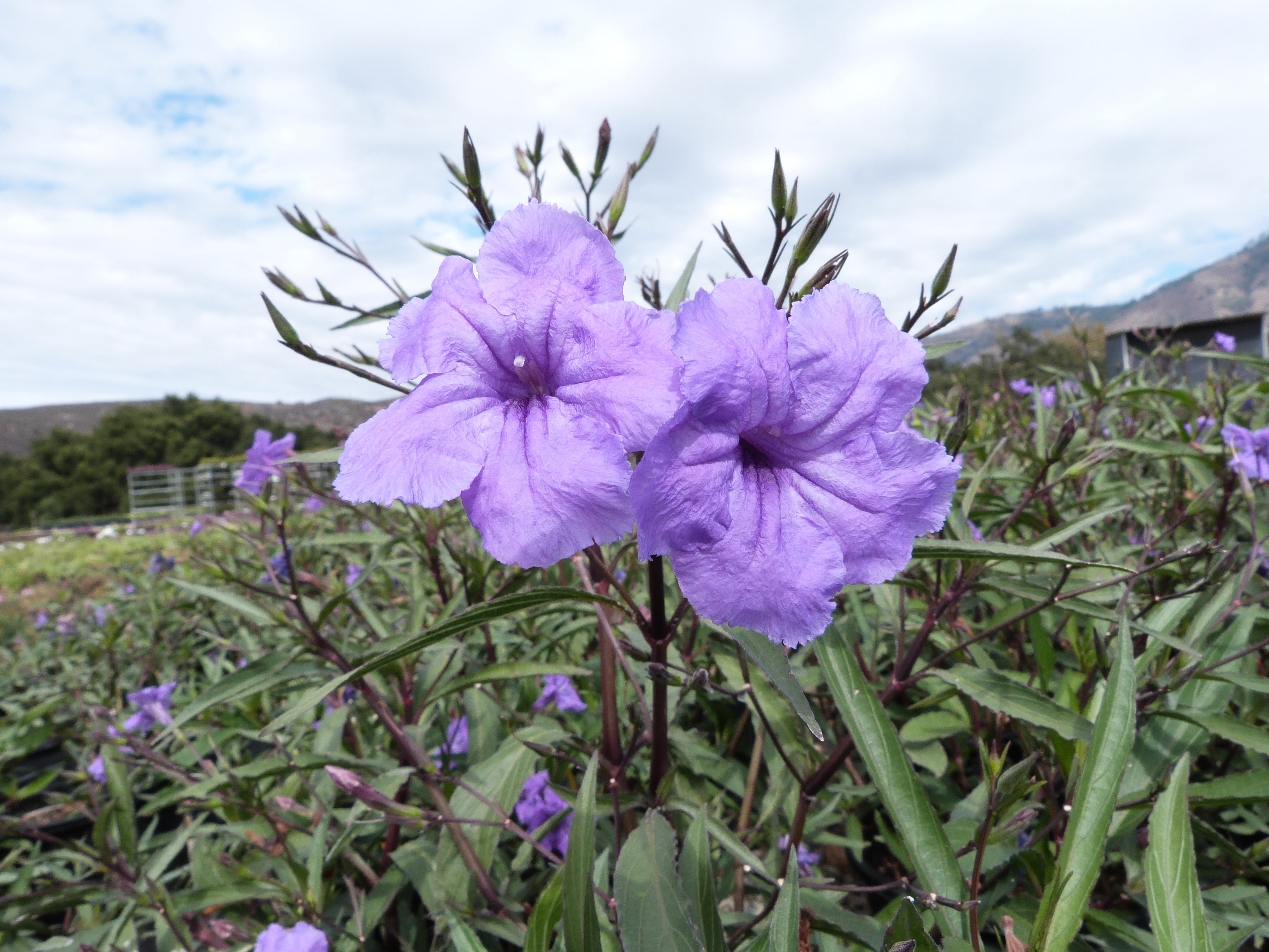 Mexican Petunia in flower bed planting
