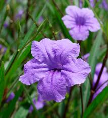 Mexican Petunia flower seeds for planting