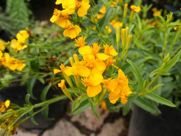 Non GMO Yellow Mexican Tarragon seeds
