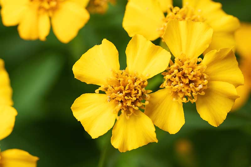 Yellow Mexican Tarragon seeds for planting