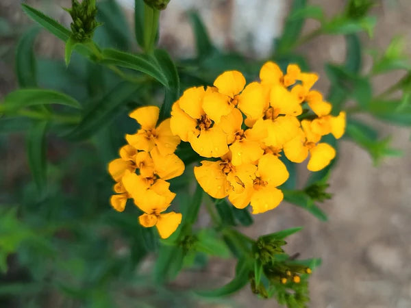 Yellow Mexican Tarragon flowering seeds for gardens