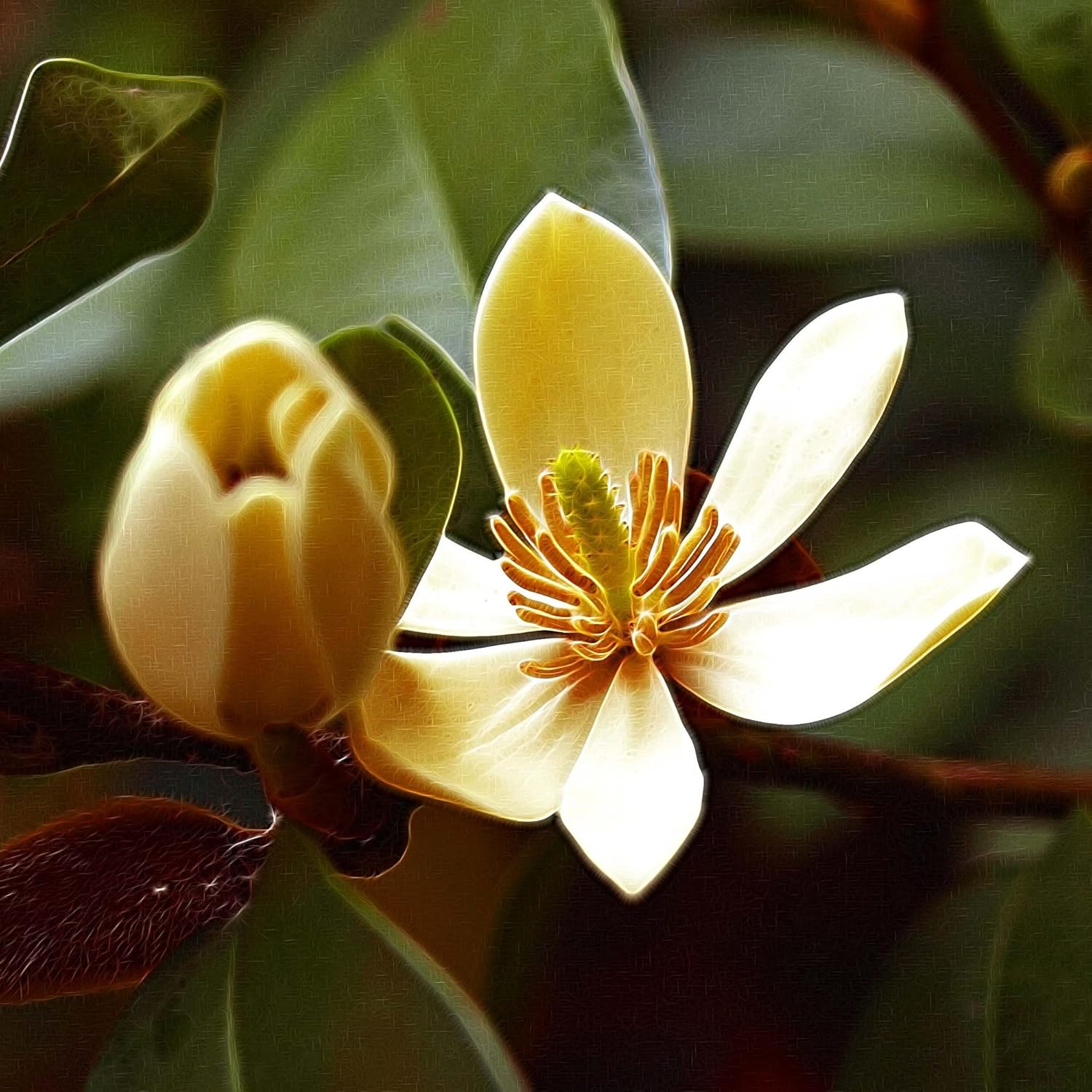 Michelia flowering seeds for gardens