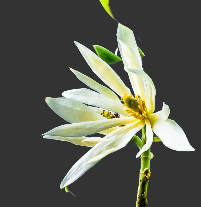 Michelia flower seeds for planting