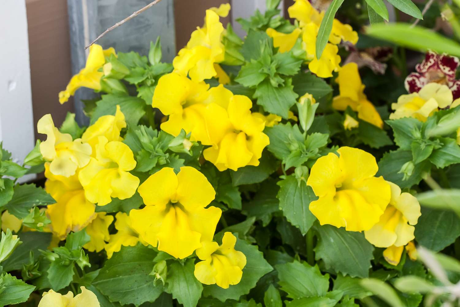 Ornamental Yellow Mimulus seeds for landscapes