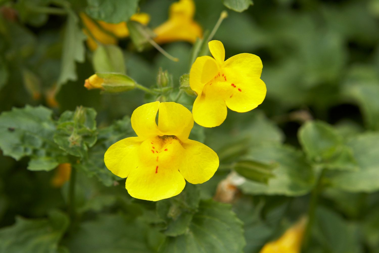 Yellow Mimulus Guttatus flowering seeds for gardens