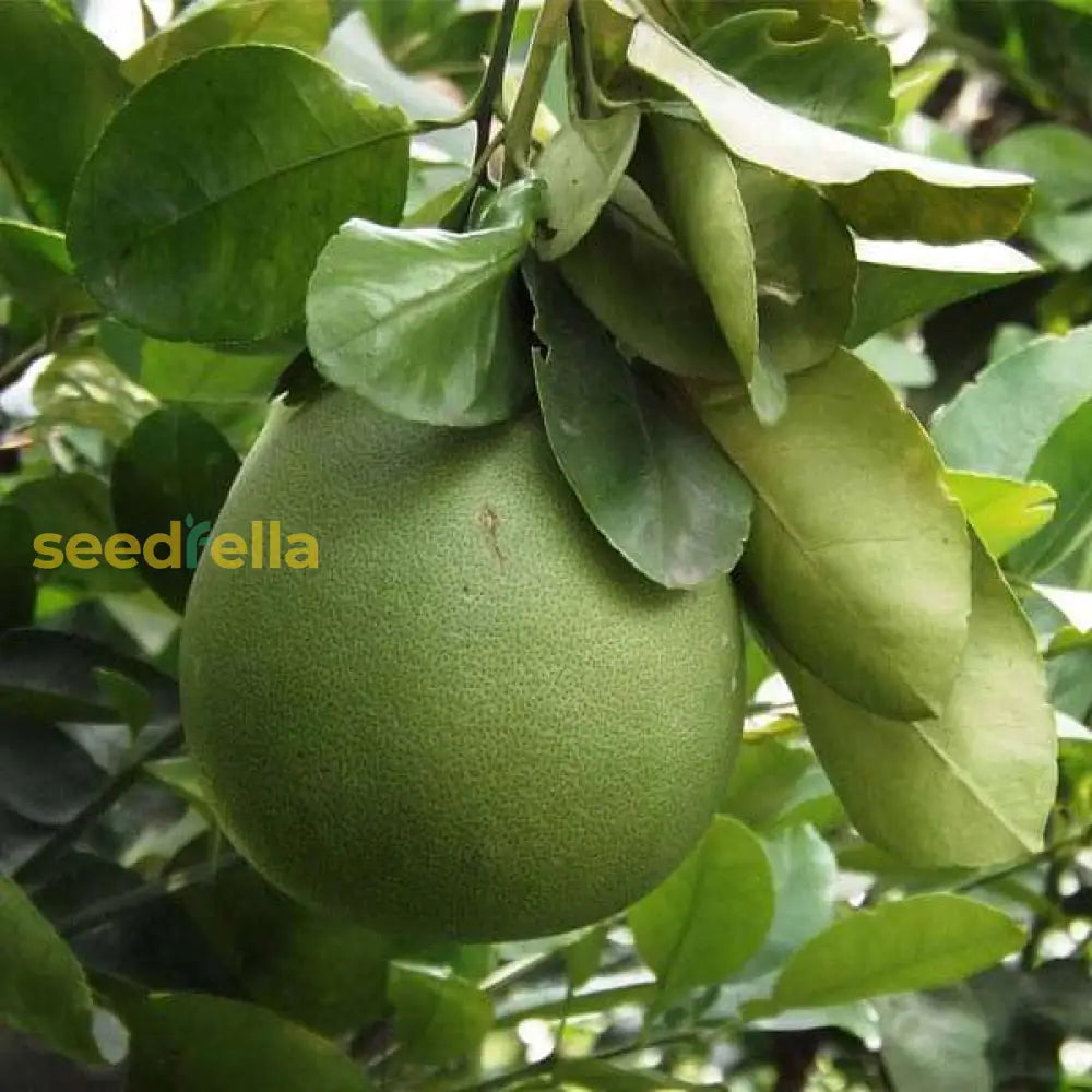 Plant Yellow Mini Pummelo Seeds for a sweet and tangy fruit harvest.