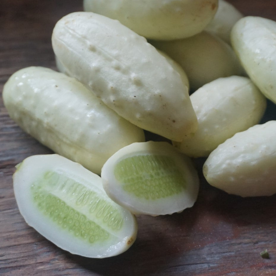 Mini White Cucumber for planting in vegetable patch