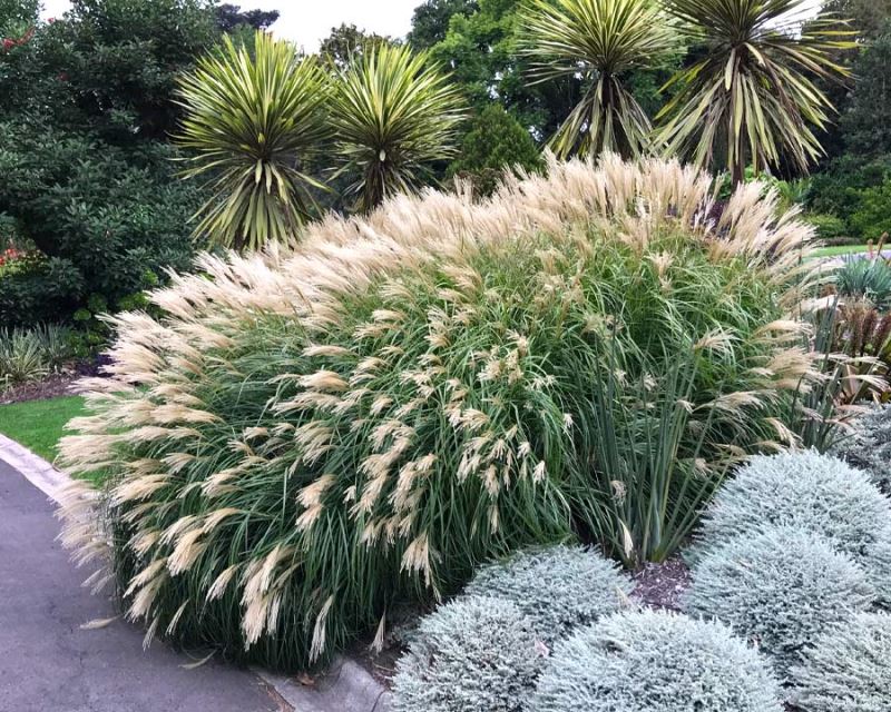 Miscanthus grass seeds for planting