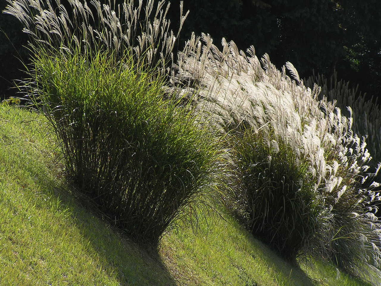 Ornamental Miscanthus grass in landscape
