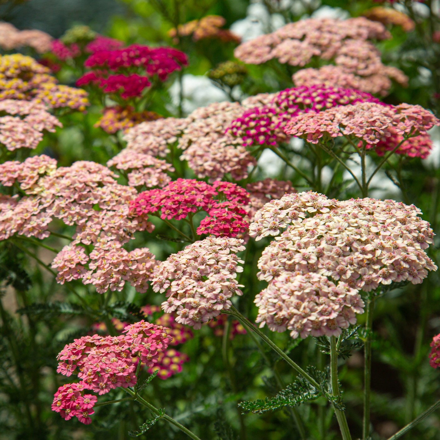 Mixed Achillea flowers blooming in garden