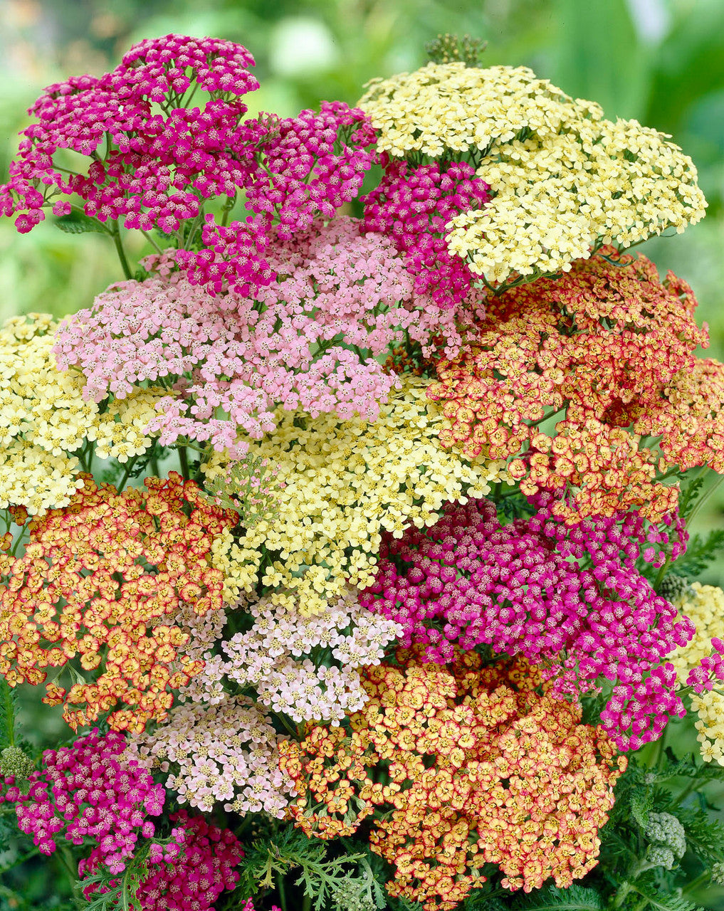 Non GMO Mixed Achillea Millefolium seeds
