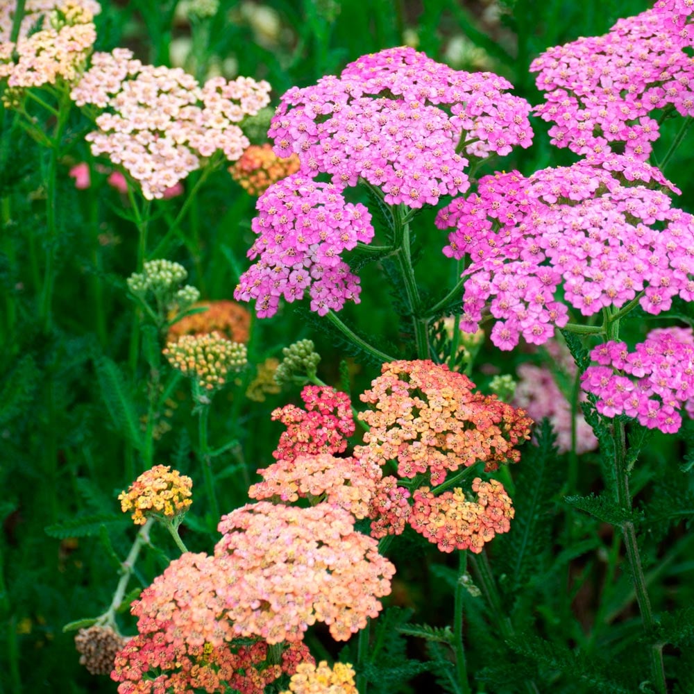 Non GMO Mixed Achillea seeds