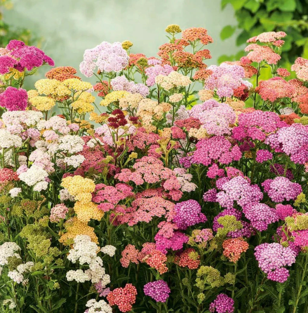 Ornamental Mixed Achillea seeds for gardens