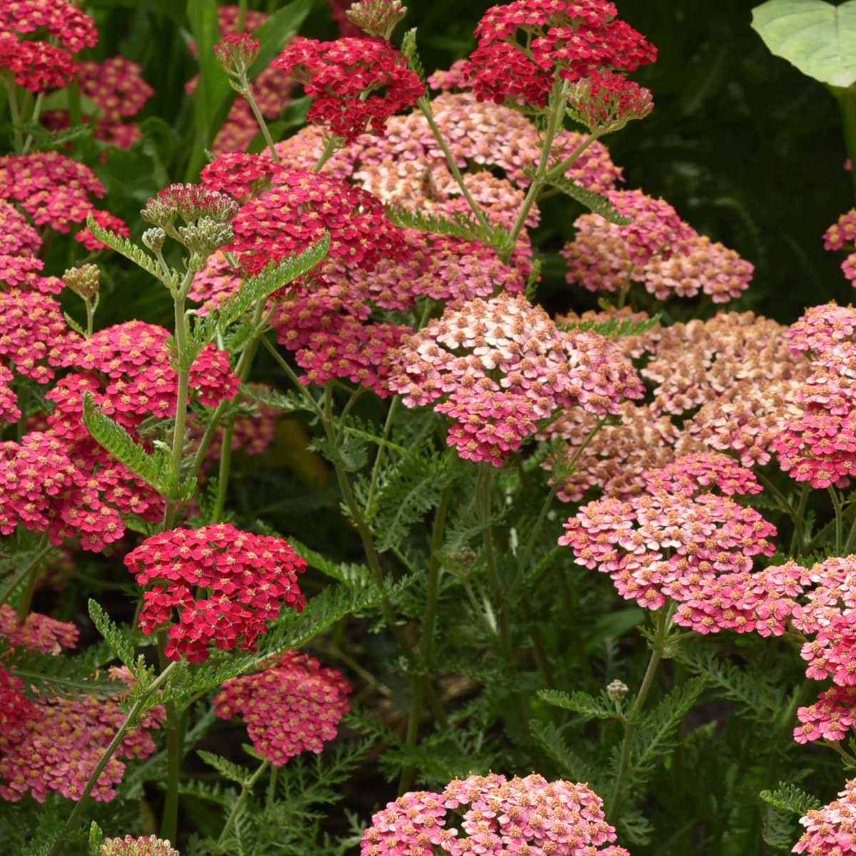 Ornamental Mixed Achillea flowering plant