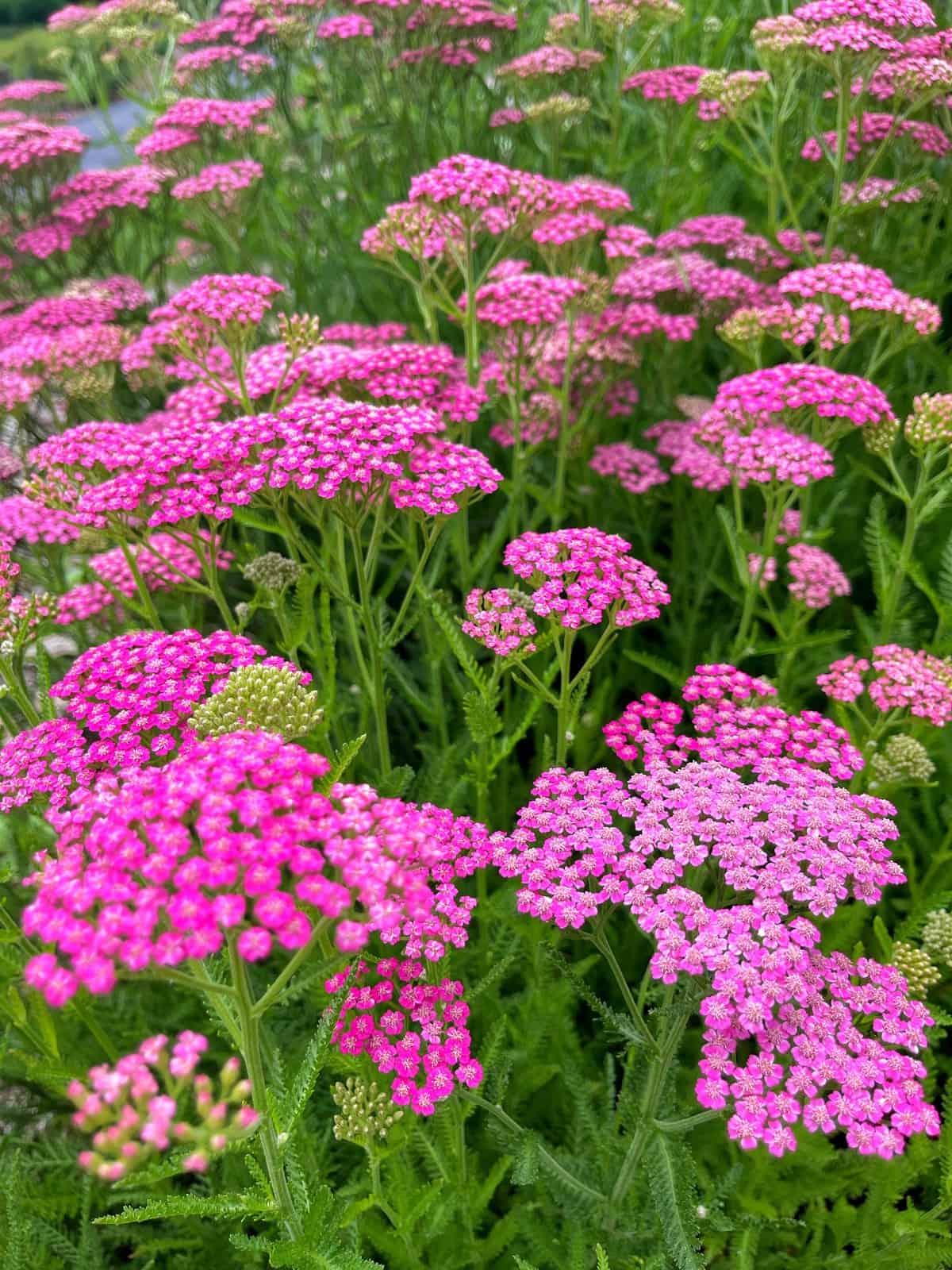 Mixed Achillea in pollinator garden
