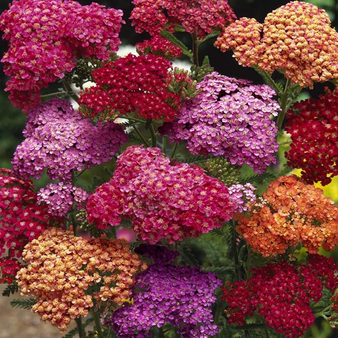 Mixed Achillea flower planting seeds