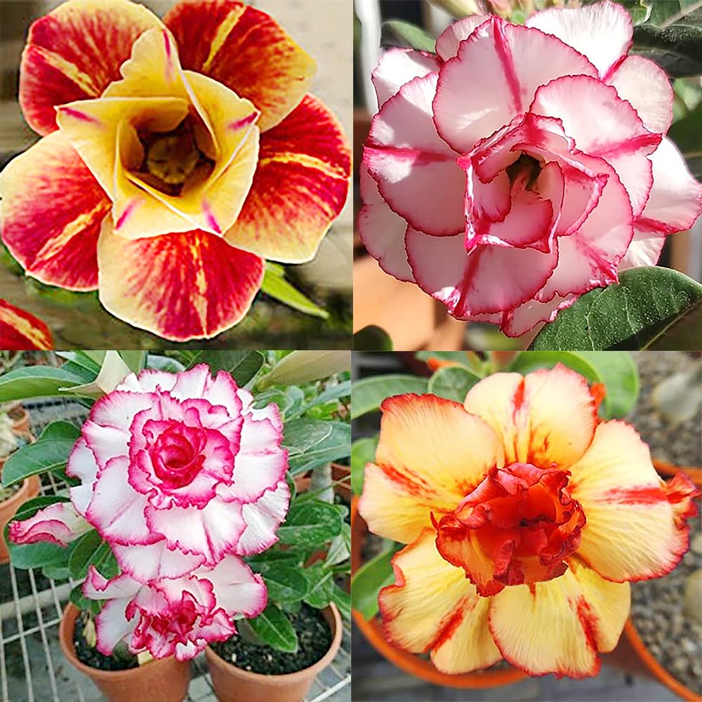 Mixed Adenium Obesum caudex trunk growth