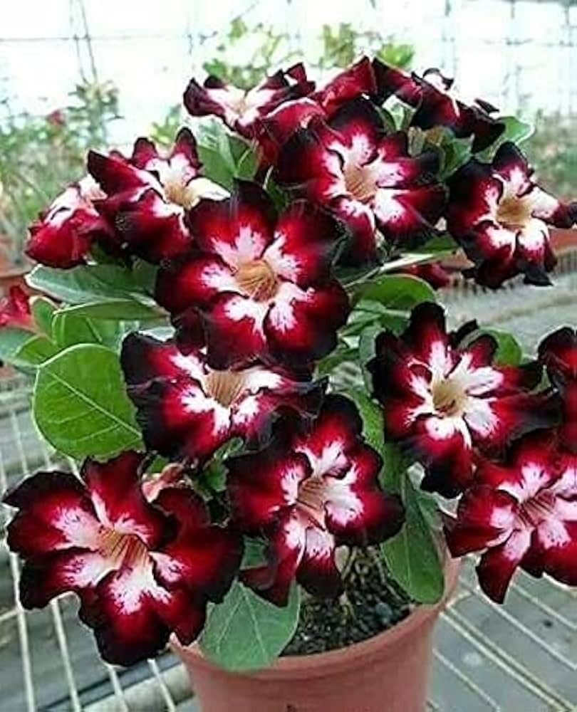 Non GMO Mixed Adenium Obesum seeds
