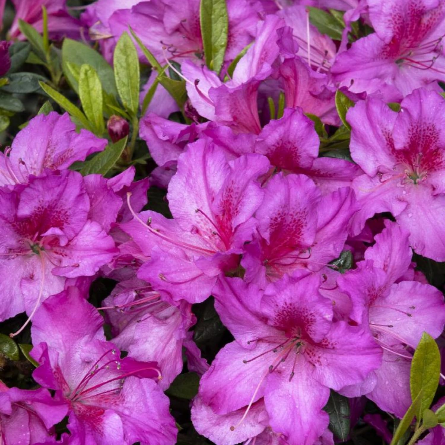 Non GMO Mixed Azalea flower seeds