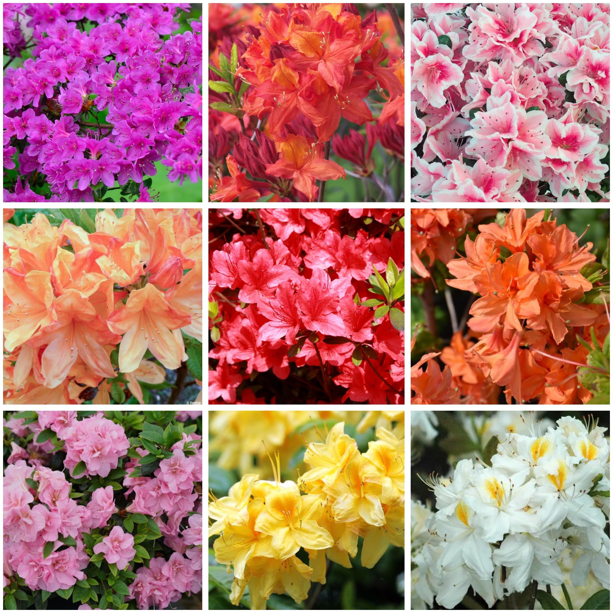 Mixed Azalea seeds for planting