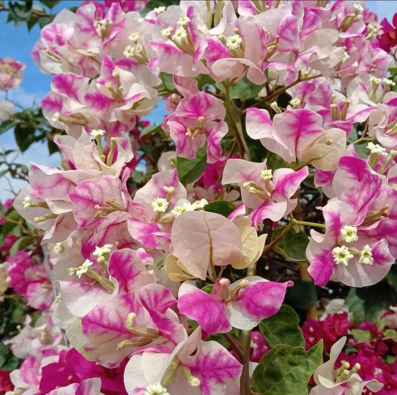 High germination Mixed Bougainvillea seeds