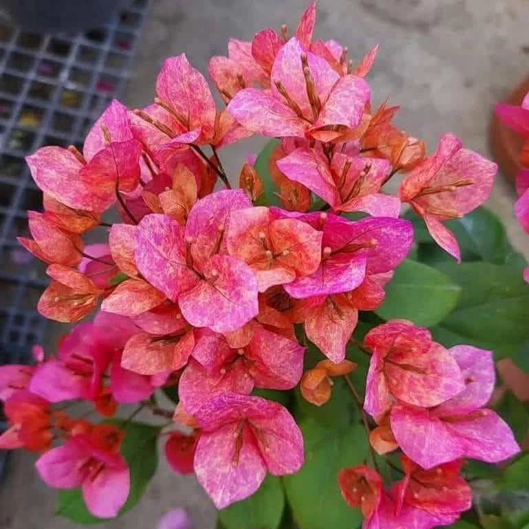 Non GMO Mixed Bougainvillea flower seeds