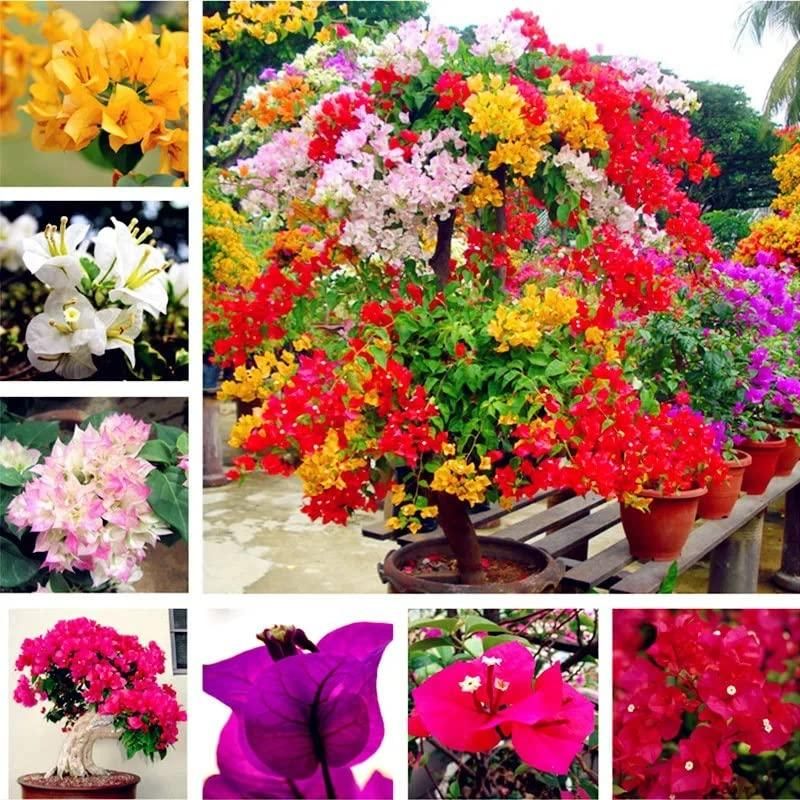 Mixed Bougainvillea flower planting seeds