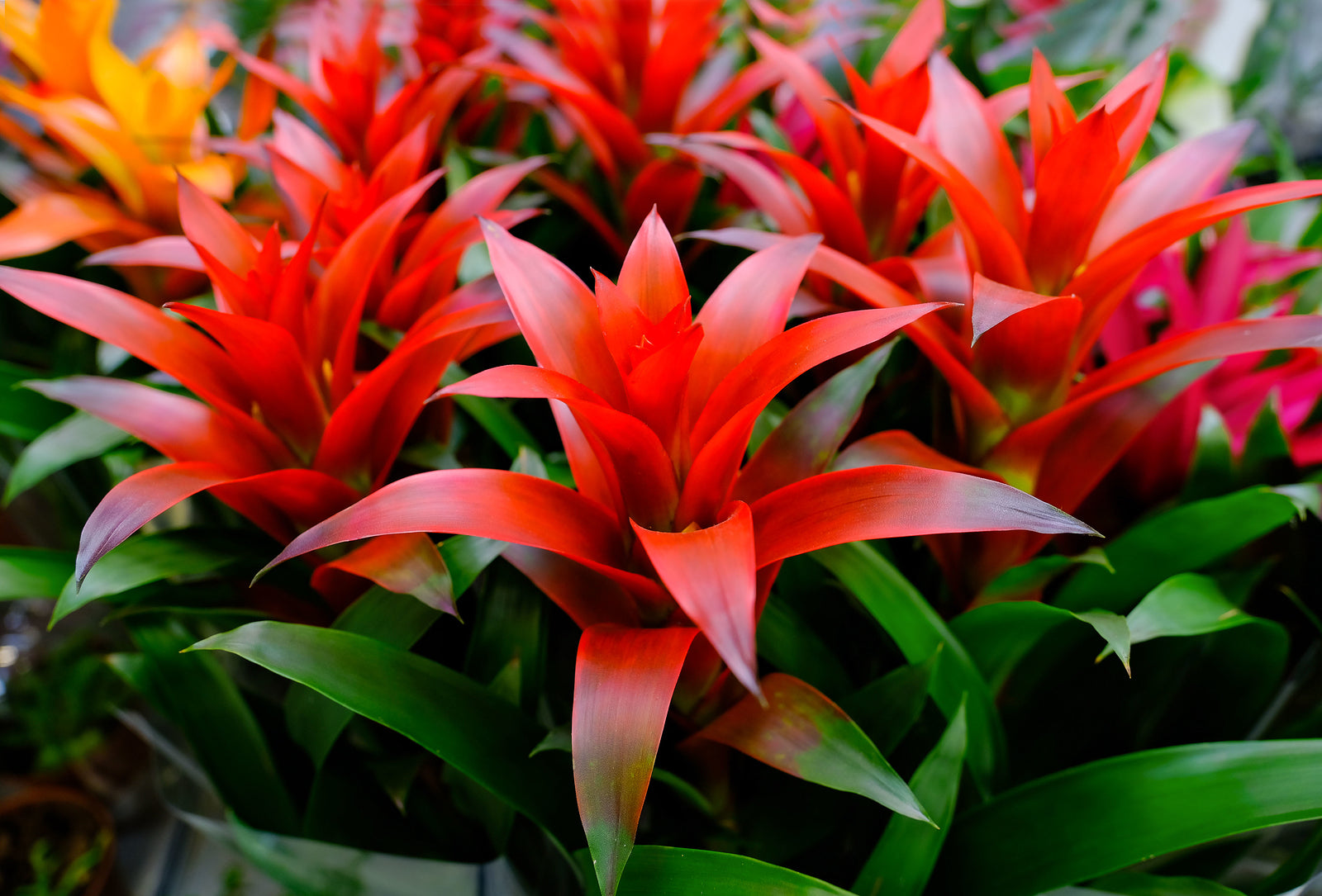Ornamental Mixed Bromeliad tropical plant