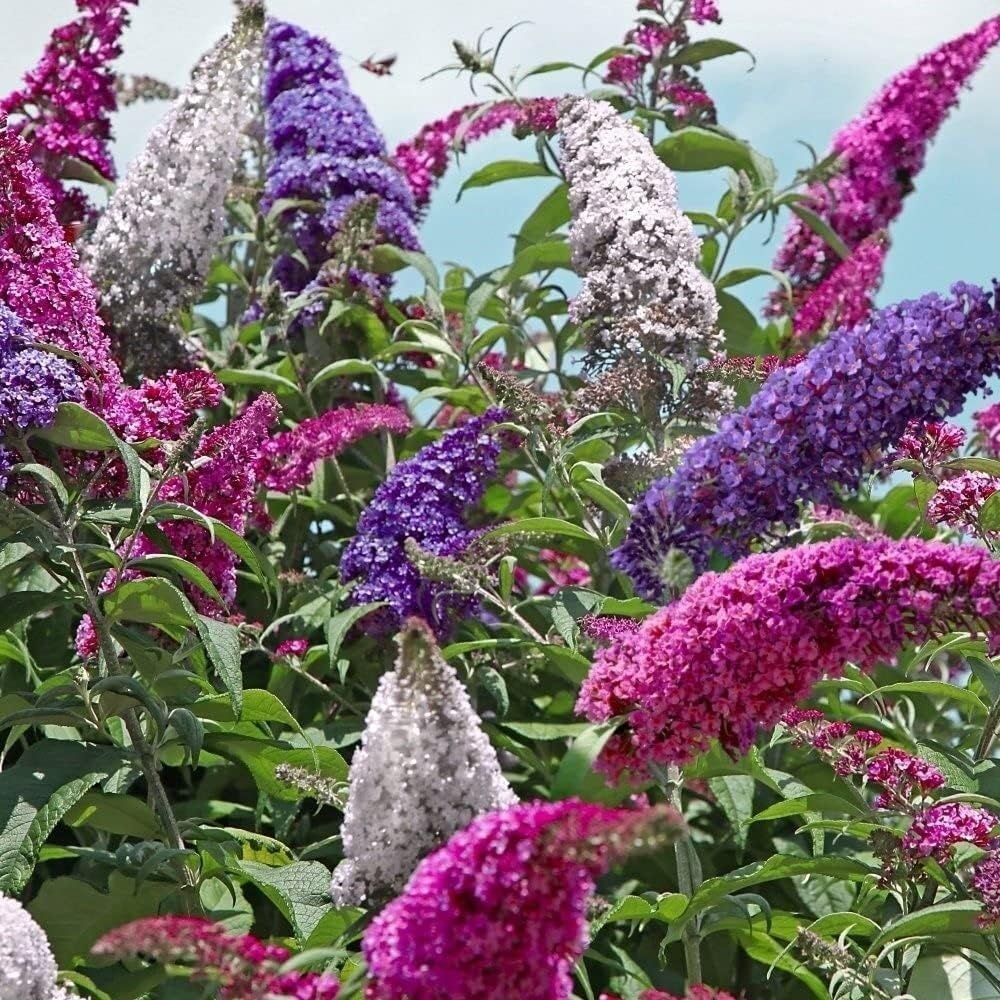 Non GMO Mixed Buddleia flower seeds