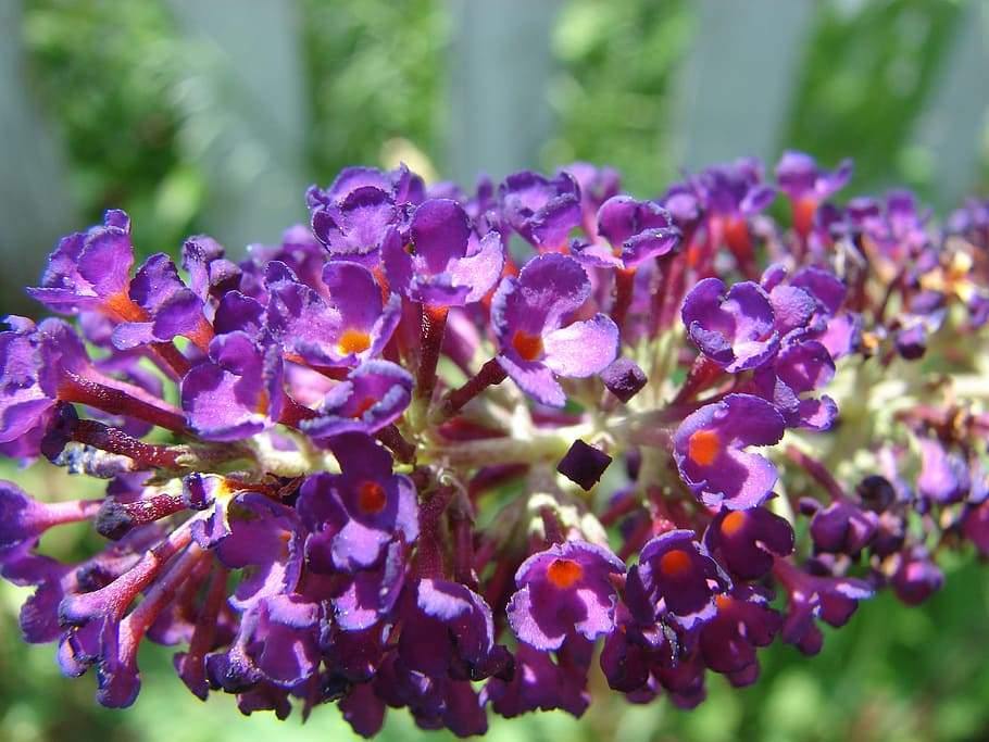 Mixed Buddleia in pollinator garden