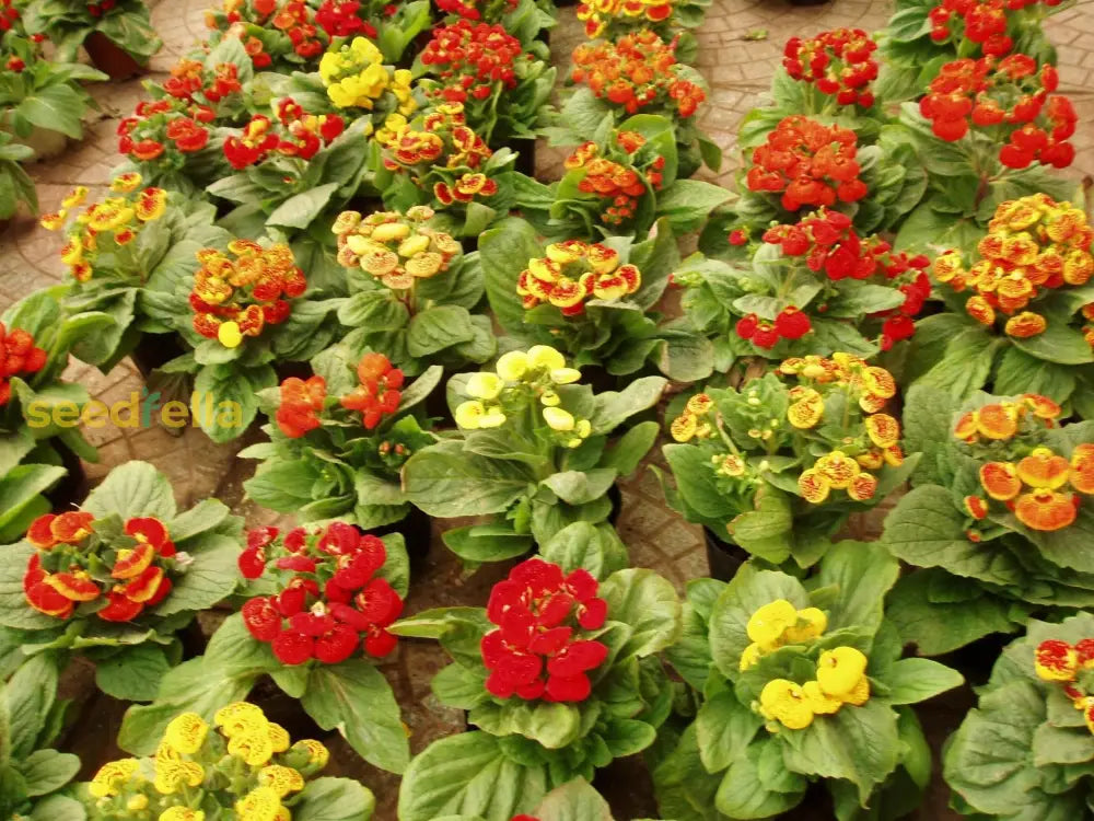 Ornamental Mixed Calceolaria plant for gardens