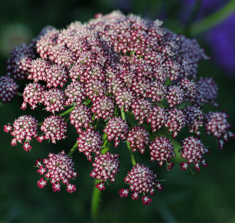 Mixed Dara Anne’s Lace in cottage garden