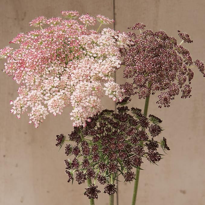 Non GMO Mixed Dara Anne’s Lace seeds