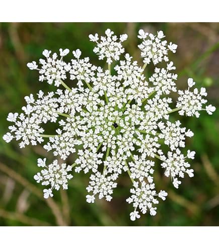 Ornamental Mixed Dara Anne’s Lace flowering plant