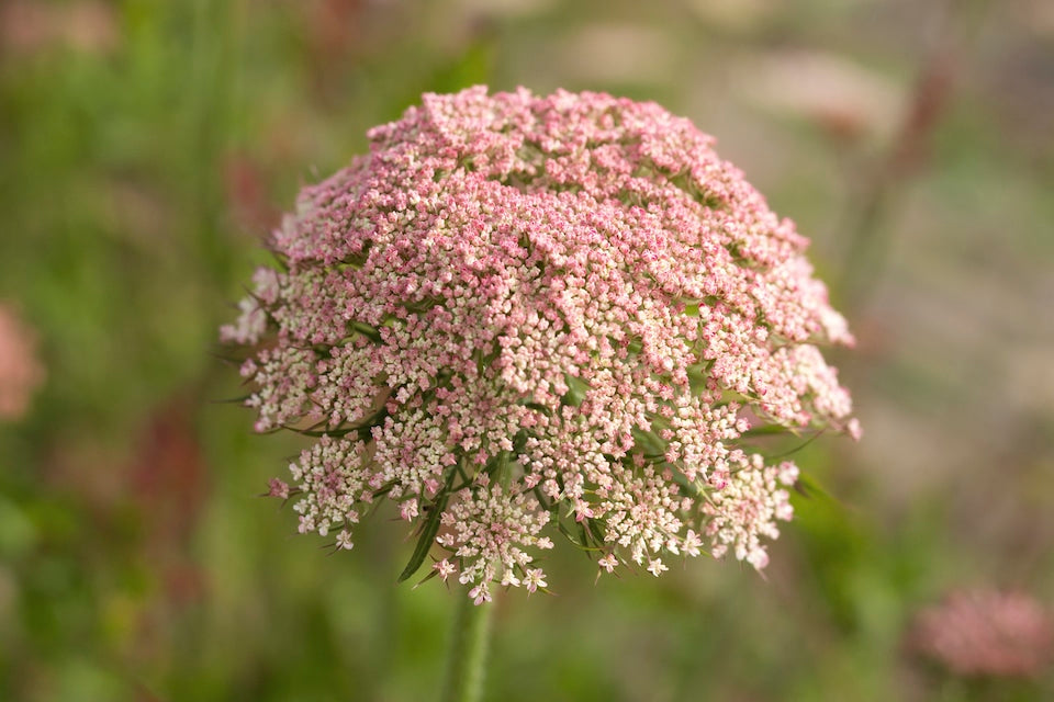 Mixed Dara Anne’s Lace seeds for planting