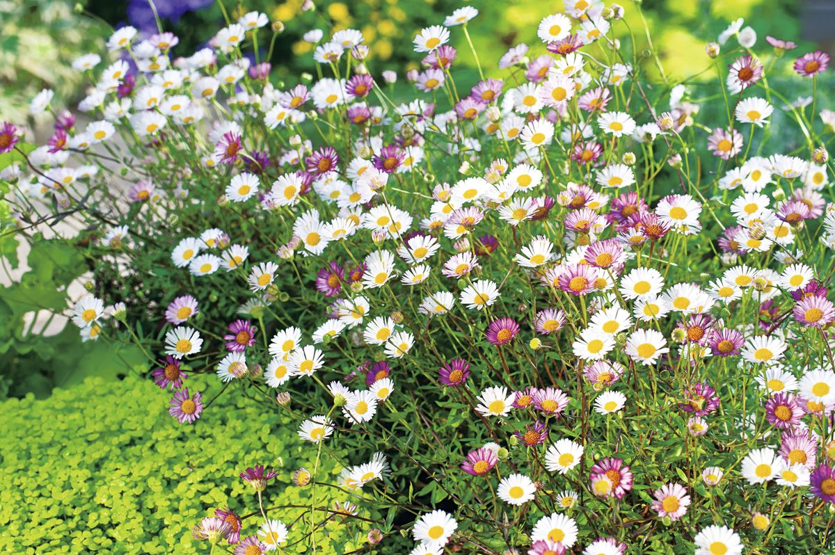 Non GMO Mixed Erigeron seeds