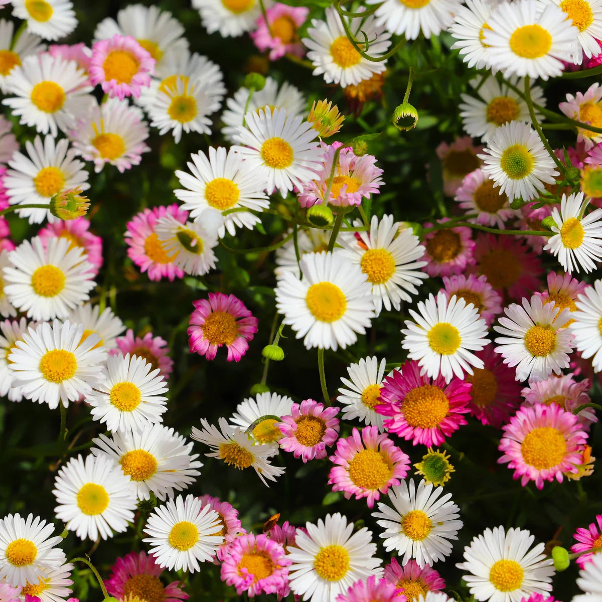 Mixed Erigeron flower planting seeds
