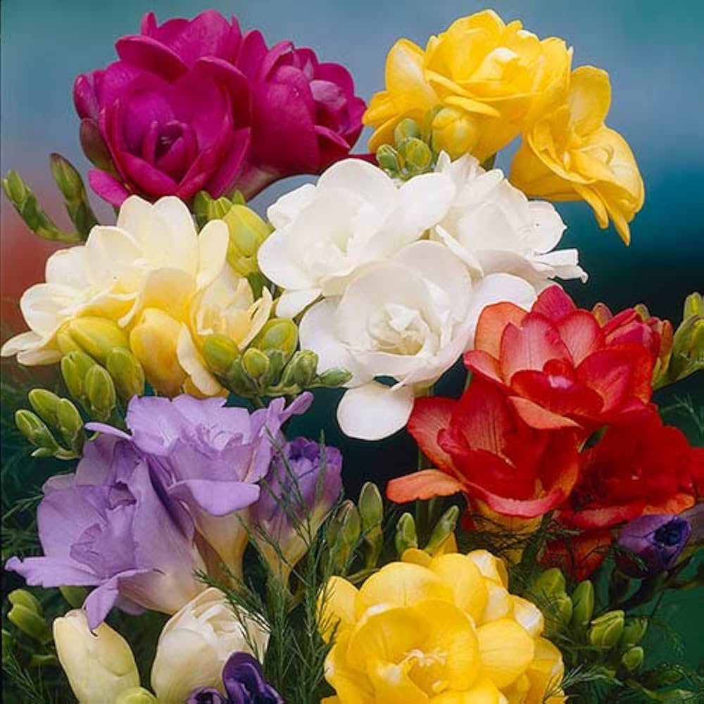 Non-GMO Freesia mixed seeds