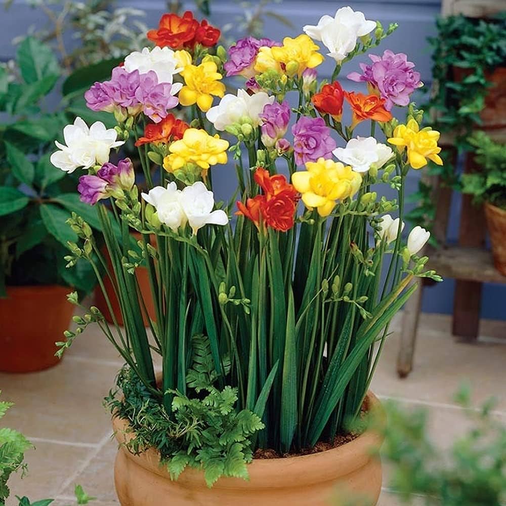 Ornamental Freesia plants with mixed colors