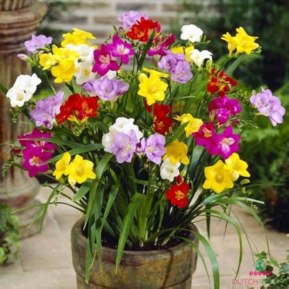 Mixed Freesia flower seeds for planting