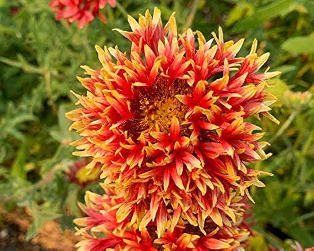 Non GMO Mixed Gaillardia flower seeds