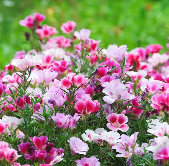 Mixed Godetia flowers blooming in garden