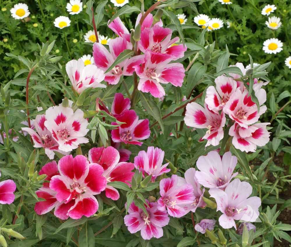 Non GMO Mixed Godetia flower seeds