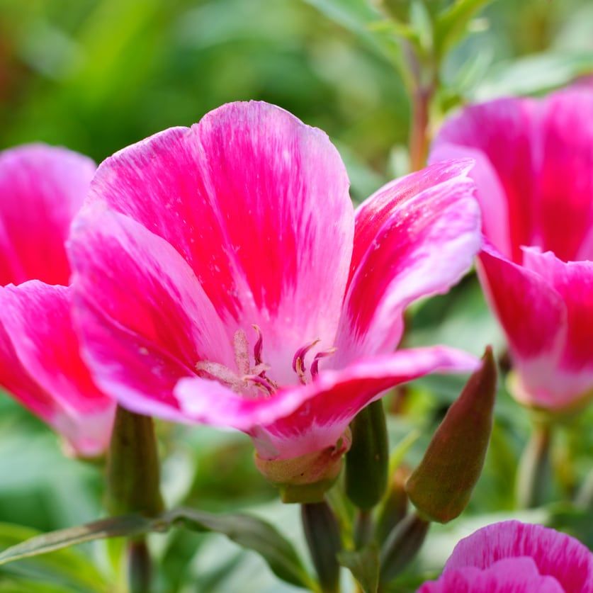 Ornamental Mixed Godetia seeds for gardens