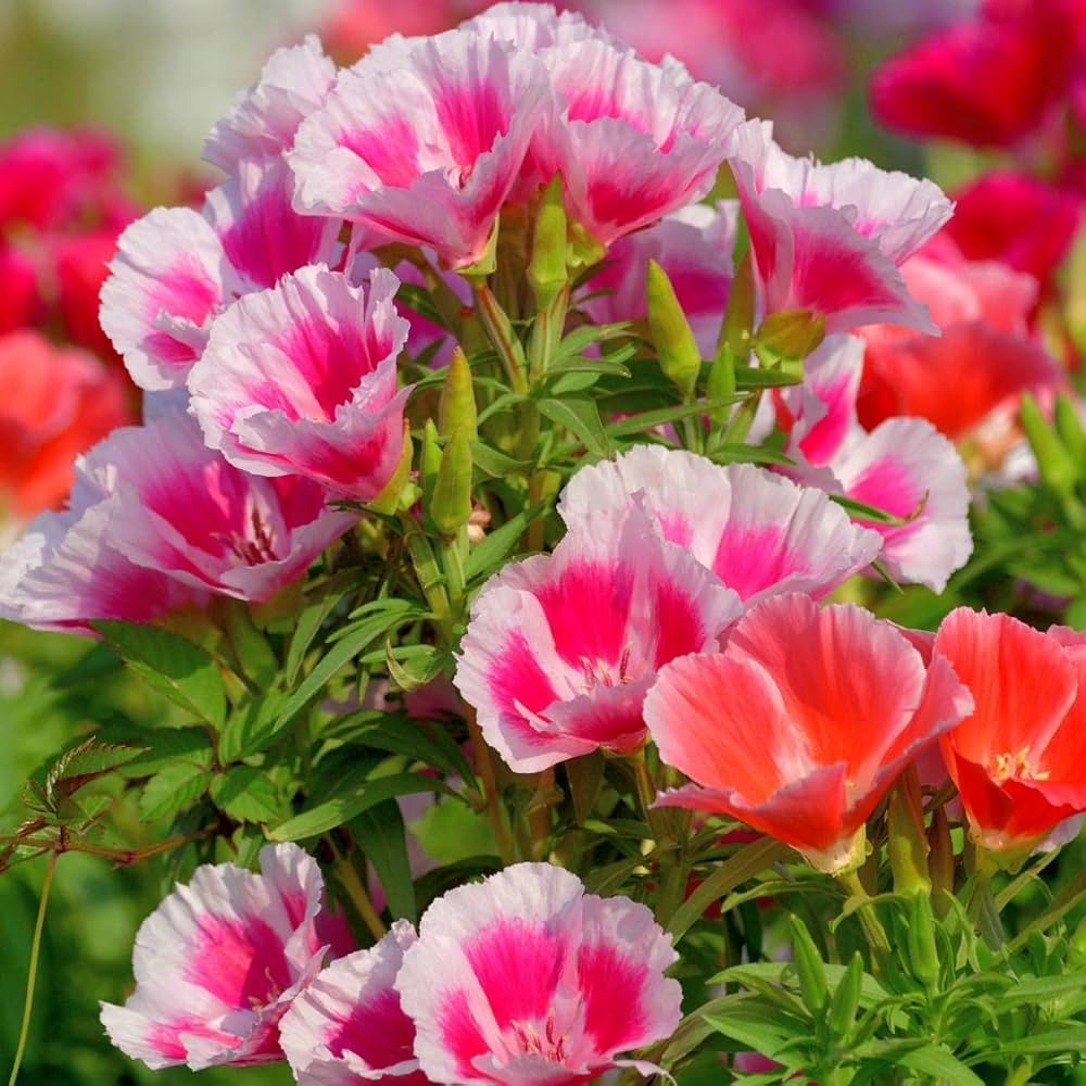Mixed Godetia Flower seeds for planting