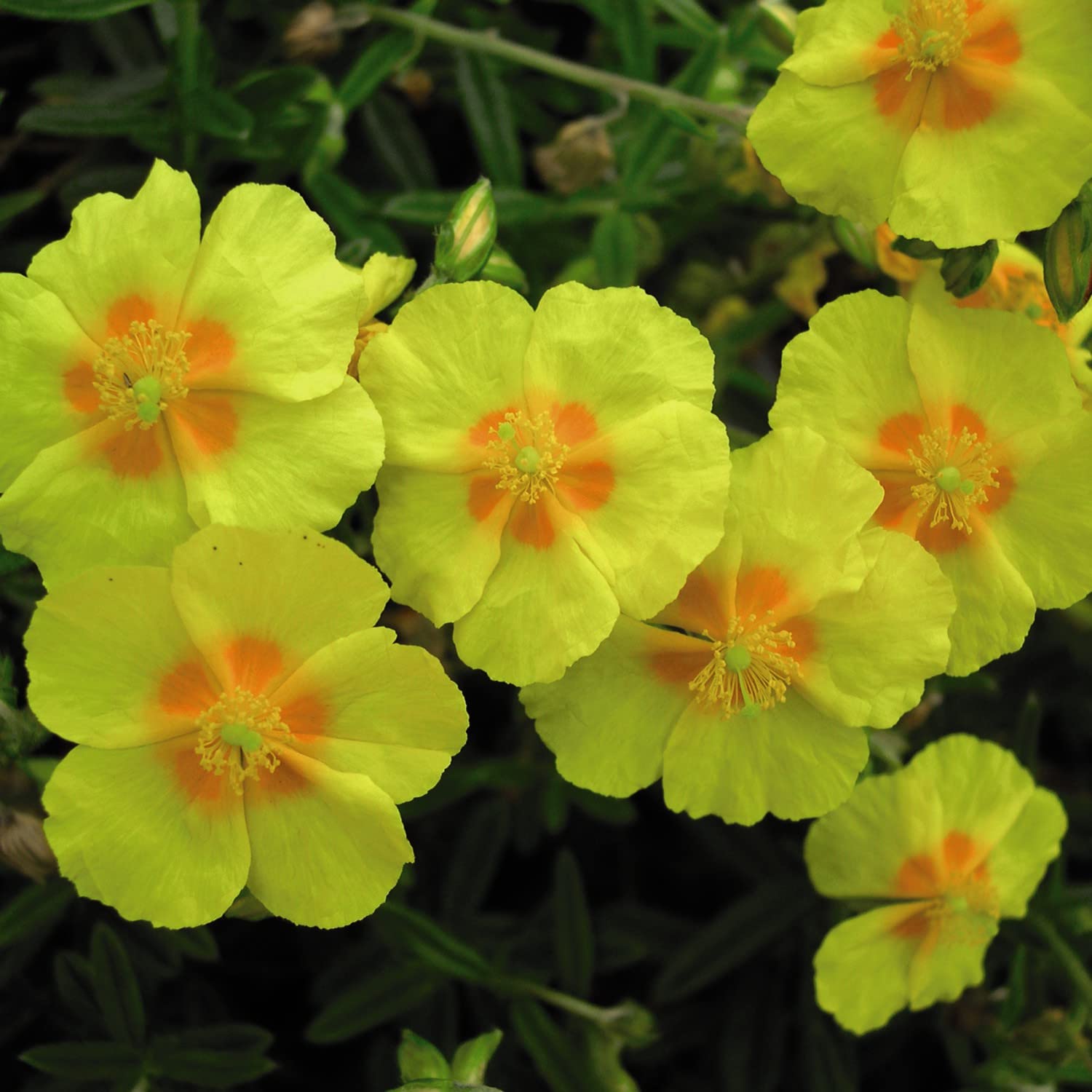 Mixed Helianthemum flowers blooming in garden